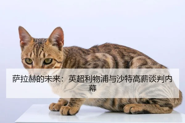 sa-la-he-de-wei-lai-ying-chao-li-wu-pu-yu-sha-te-gao-xin-tan-pan-nei-mu-3-884.jpg